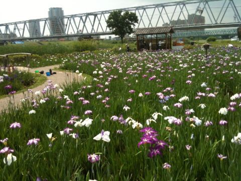 小岩菖蒲園(江戸川区)(6月9日)_e0213636_17425121.jpg