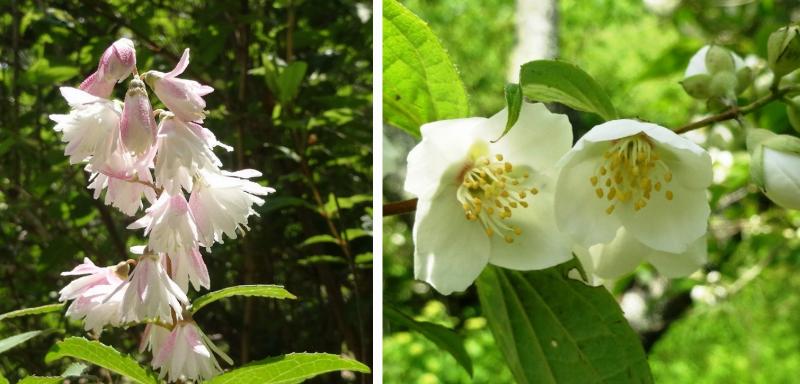 神戸森林植物園の６月の花_b0036638_20173038.jpg