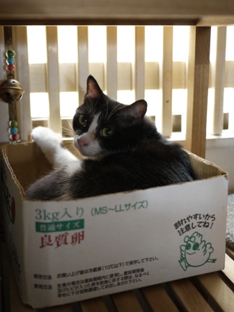 たまごこ箱 らぃら編。_a0143140_23265718.jpg