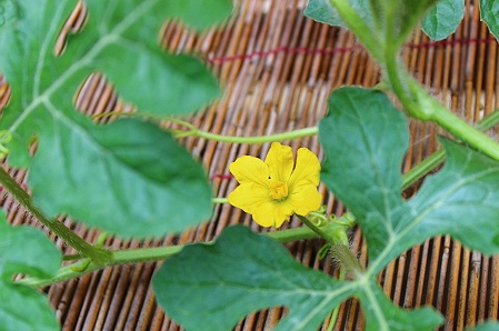 a0243143_19144585.jpg