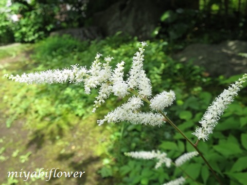 寒葵（かんあおい）の花と初夏の実_b0255144_1775034.jpg