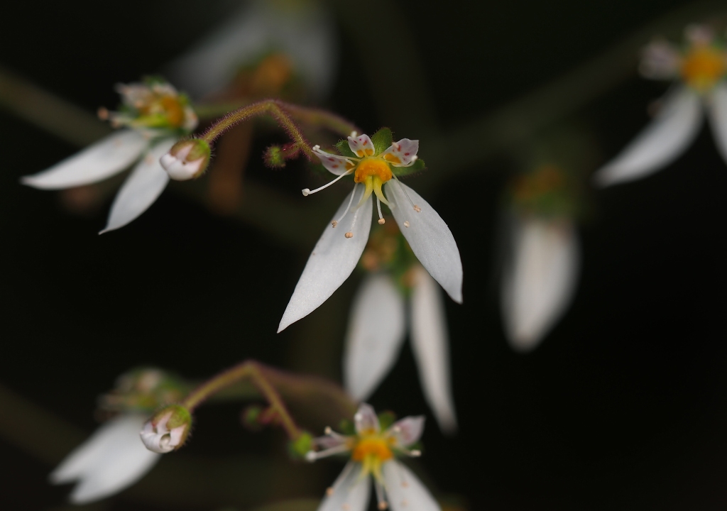 公園のお花たち　☆_d0146247_10195033.jpg