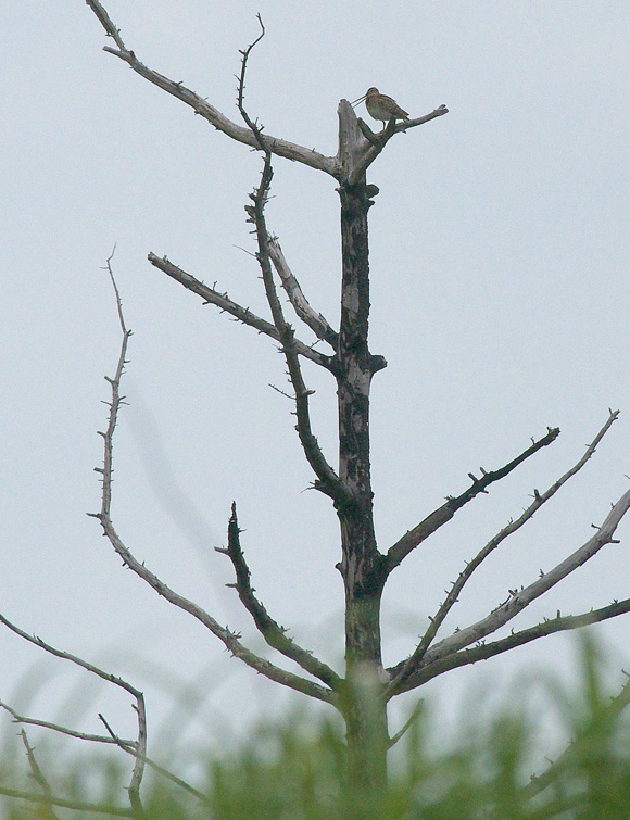 梨ヶ原探鳥会_c0042548_2241155.jpg