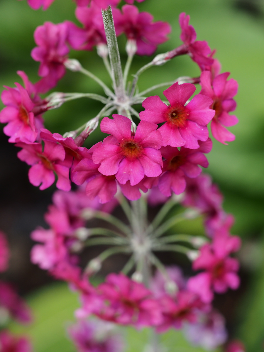 花の冠　プリムラ・ブリーアナ_f0287251_13581180.jpg