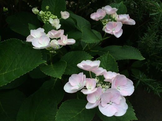六月の季語 紫陽花 梅雨 十薬 花咲く俳句日誌