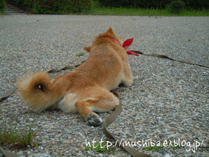 a0286855_11314172.gif