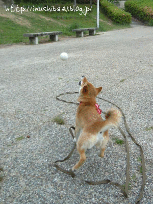 a0286855_11314512.gif
