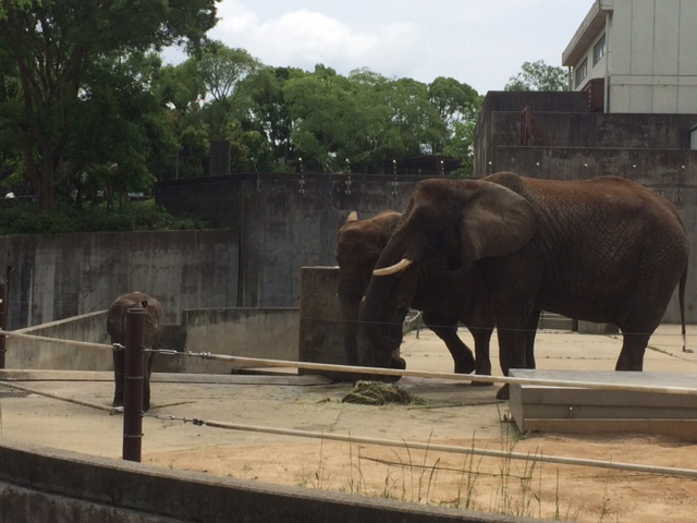 砥部zoo_a0292659_1065770.jpg