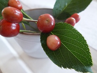 a0165160_11173697.jpg