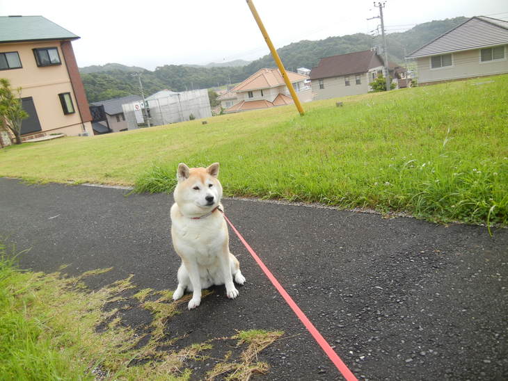 ’14,6,9(月)愛ちゃんの食欲復活!_f0060461_1051644.jpg