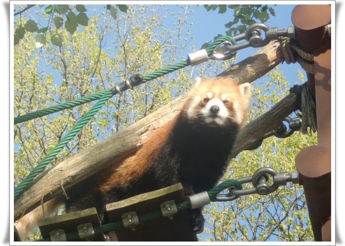 旭山動物園・レッサーパンダ_b0236665_8282062.jpg