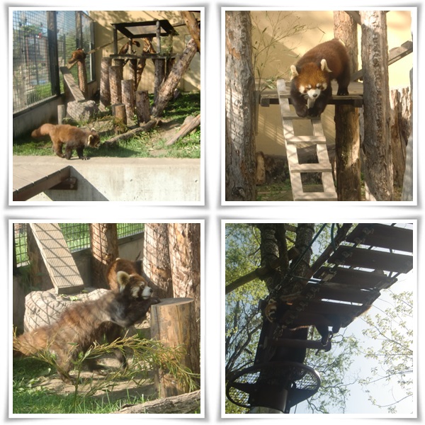 旭山動物園・レッサーパンダ_b0236665_8324369.jpg