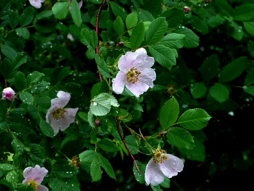 雨の日の北大キャンパス（二） バイカウツギなど_d0084473_213305.jpg