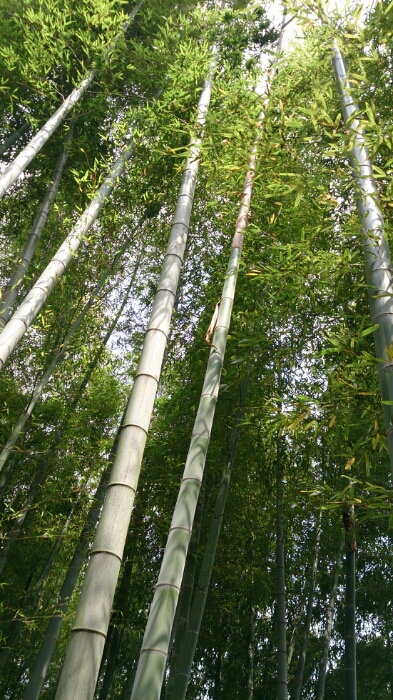 f0071477_93196.jpg