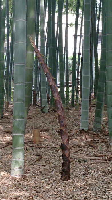 f0071477_94032.jpg