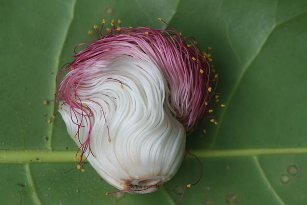 ゴバンノアシの蕾 石垣島便り