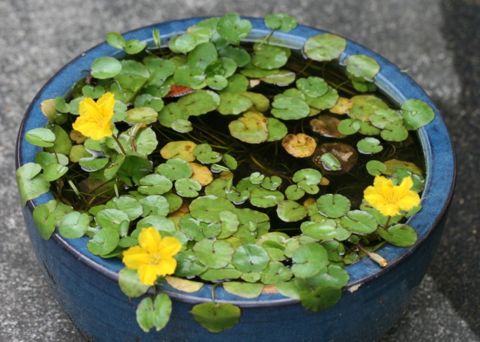 黄色い草花たち　キツリフネ　アサザ　ヤマブキソウ_c0144185_18194791.jpg