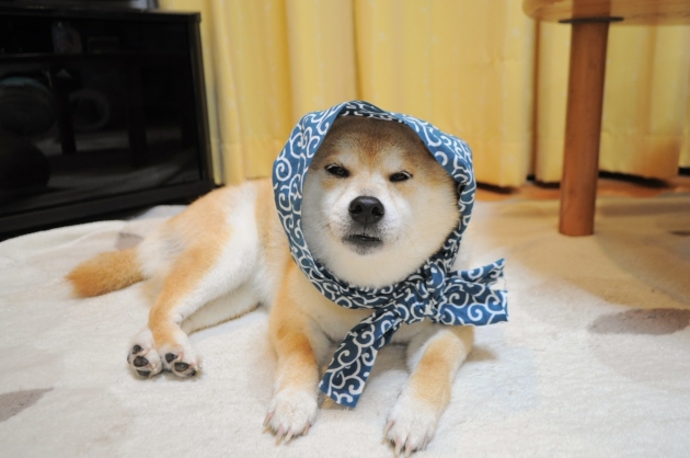 てぬぐいの巻き方 How To Tie A Tenugui かぼすちゃんとおさんぽ てぬぐいの巻き方 How To Tie A Tenugui かぼすちゃんとおさんぽ