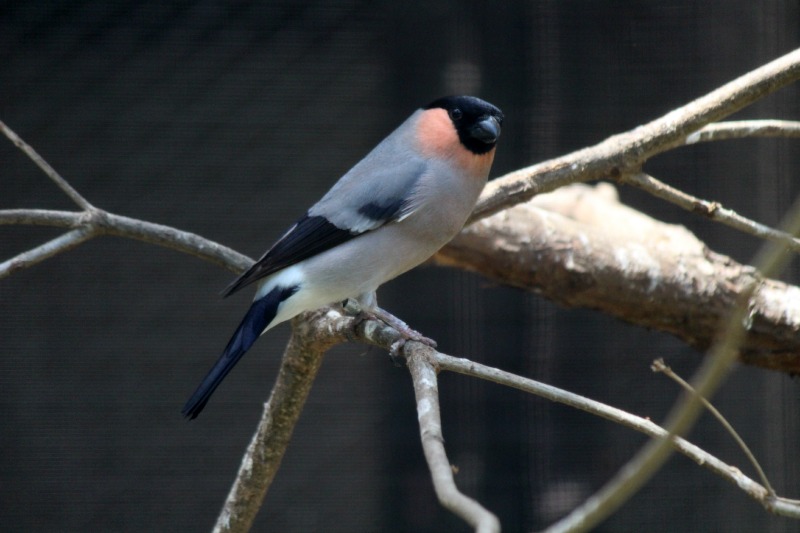 a0127090_22455617.jpg