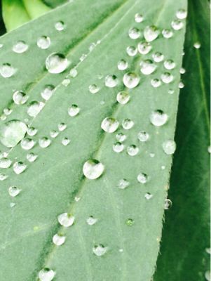 雨あがりの朝_a0237294_1032630.jpg