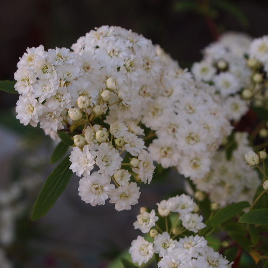 コデマリの花色々_a0292194_19254340.jpg