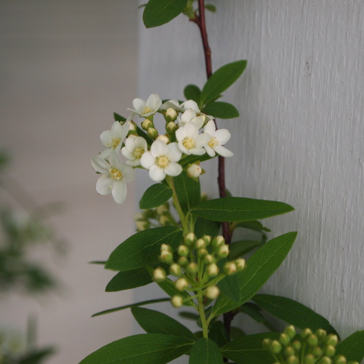 コデマリの花色々_a0292194_1939363.jpg