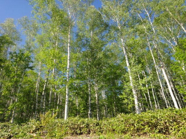 e0213194_123839100.jpg