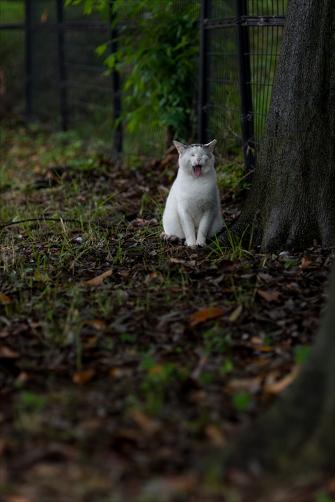 曇り時々雨ねこ_a0296897_2348516.jpg