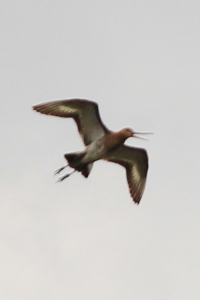 c0129498_16201726.jpg
