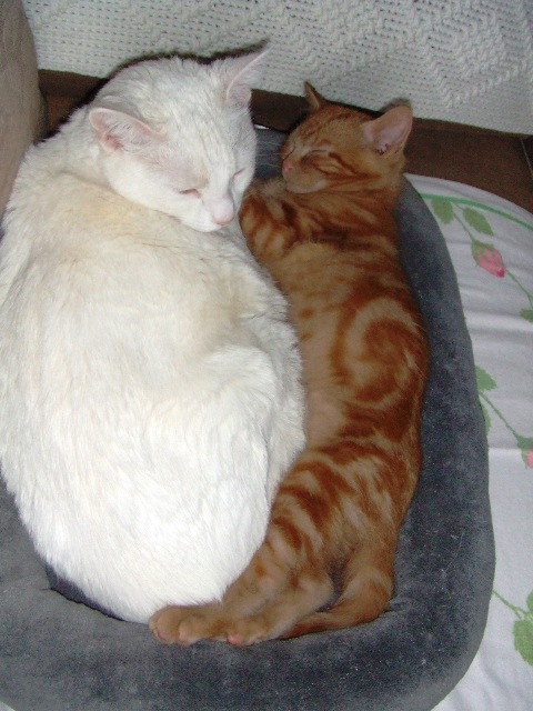 c0062603_139059.jpg