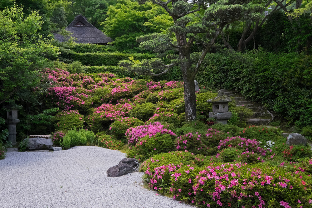 金福寺のサツキ_b0221605_8395657.jpg