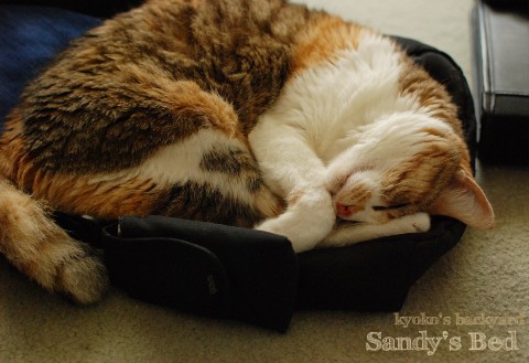 Sandyのベット_b0253205_1362415.jpg