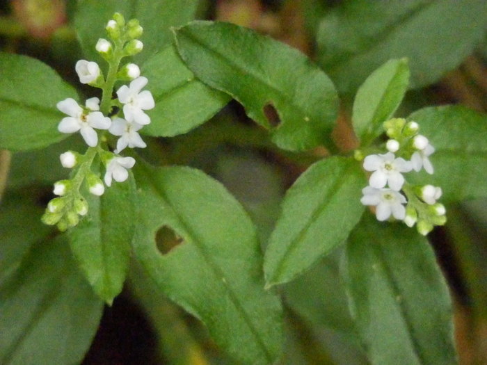 f0219710_801864.jpg