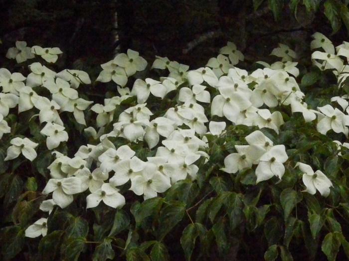 f0219710_824187.jpg