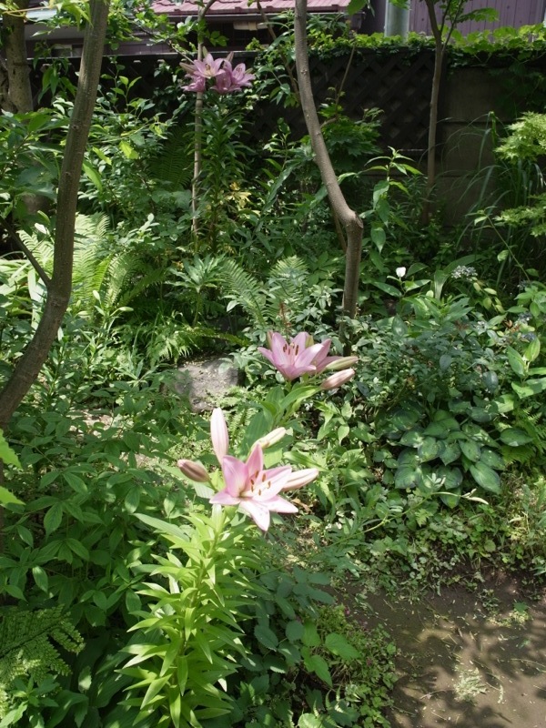 6月の朝_e0276411_950378.jpg