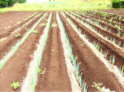 14 6 8ネギに敷き藁 野菜日誌旧明野村