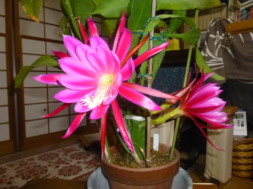 開花！_f0010330_011081.jpg