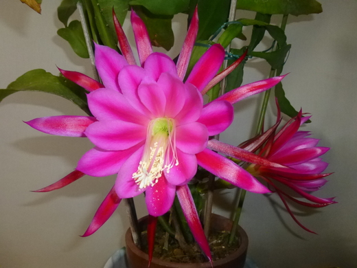 開花！_f0010330_0134138.jpg