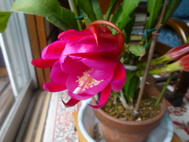 開花！_f0010330_044174.jpg