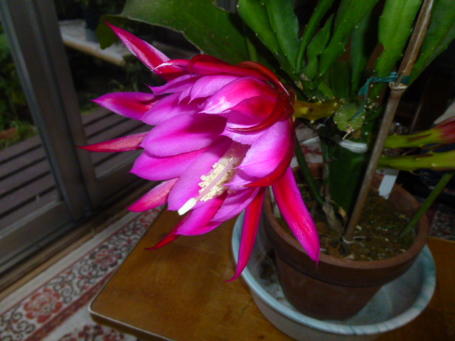 開花！_f0010330_075275.jpg