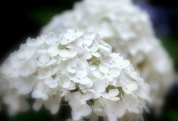 6.10　梅雨華　紫陽花です_d0241937_15464345.jpg