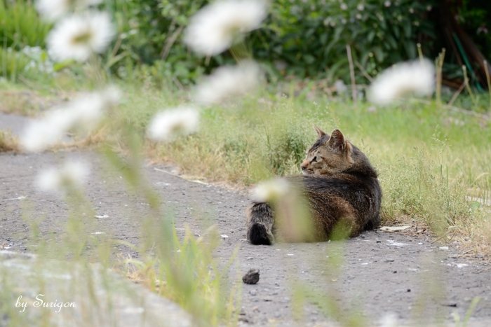 花と猫_b0232741_14452142.jpg