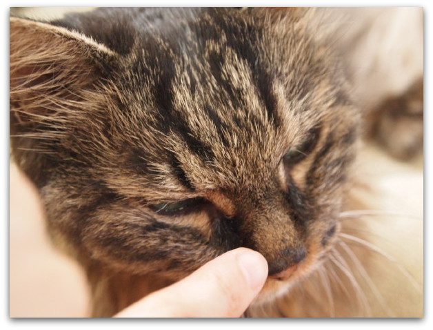 高齢猫さんとの暮らし 「はんぞう激痛発作再び／注射の副作用？→ 歩けなくなる（号泣）」_d0098941_14141169.jpg