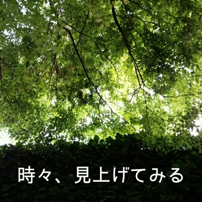 時々見上げてみる_c0060143_12431372.jpg