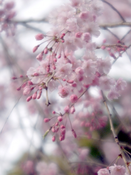 『2013・３月の長久保公園６』Zeiss Ikon Contessa LKE（1963年）Carl Zeiss Tesser 2.8/50　改造レンズ_e0296043_58743.jpg