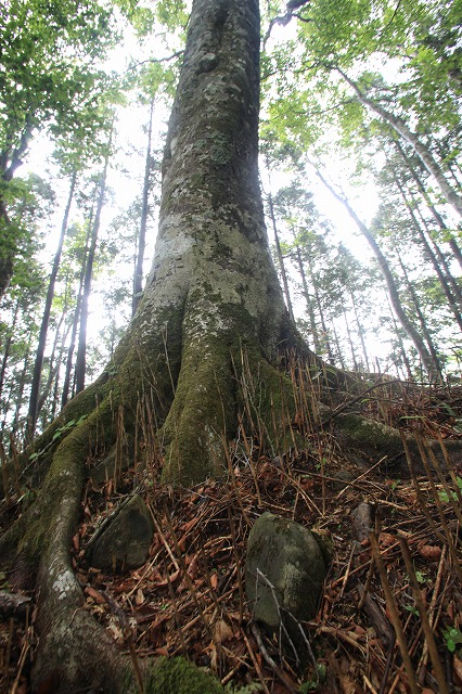 面の木の原生林―３_f0288049_6554547.jpg