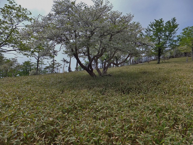 d0048350_20564341.jpg