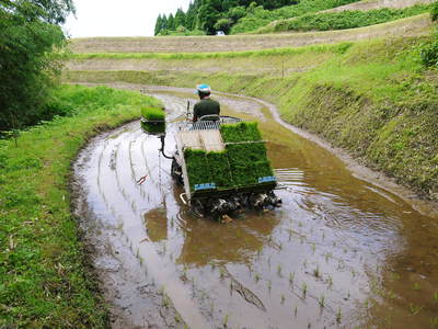 菊池水源棚田米 三日月形の田んぼを匠の田植え!その3_a0254656_17354192.jpg