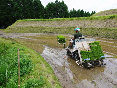 菊池水源棚田米 三日月形の田んぼを匠の田植え!その3_a0254656_17383184.jpg