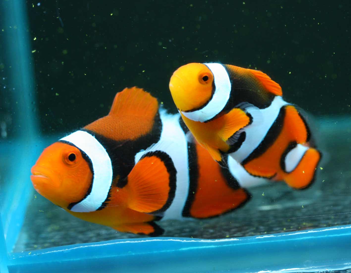 奥さん 今日は上物が入ってますぜ へっへっへ ビーボックスアクアリウム 海水魚 サンゴ情報